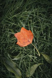 Preview wallpaper leaf, autumn, grass, macro, veins