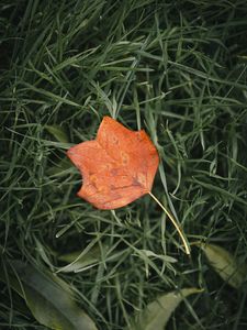 Preview wallpaper leaf, autumn, grass, macro, veins