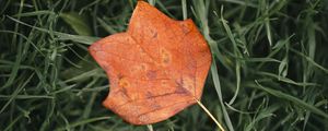 Preview wallpaper leaf, autumn, grass, macro, veins