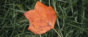 Preview wallpaper leaf, autumn, grass, macro, veins