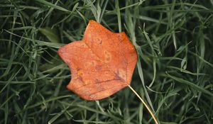 Preview wallpaper leaf, autumn, grass, macro, veins