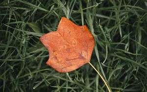 Preview wallpaper leaf, autumn, grass, macro, veins