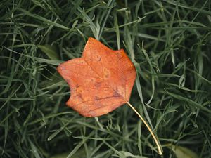 Preview wallpaper leaf, autumn, grass, macro, veins