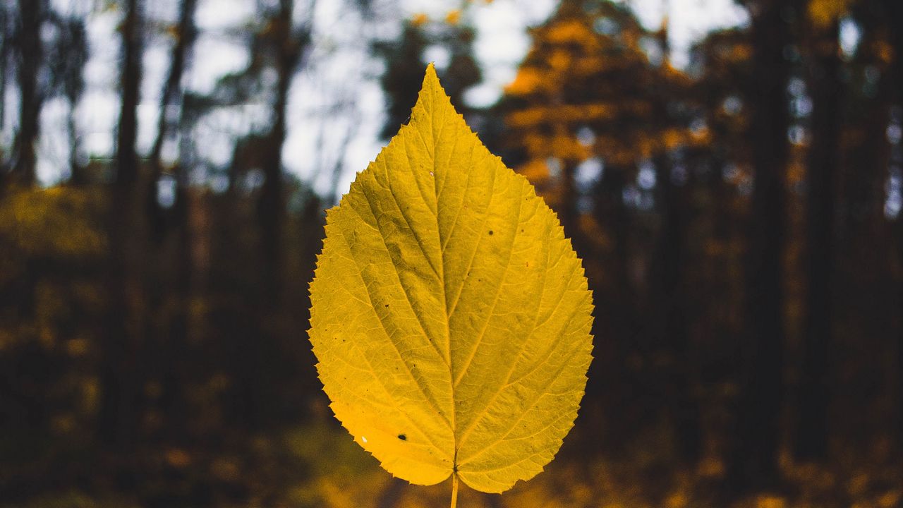 Wallpaper leaf, autumn, levitation, blur, yellow