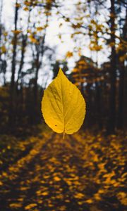 Preview wallpaper leaf, autumn, levitation, blur, yellow
