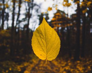 Preview wallpaper leaf, autumn, levitation, blur, yellow