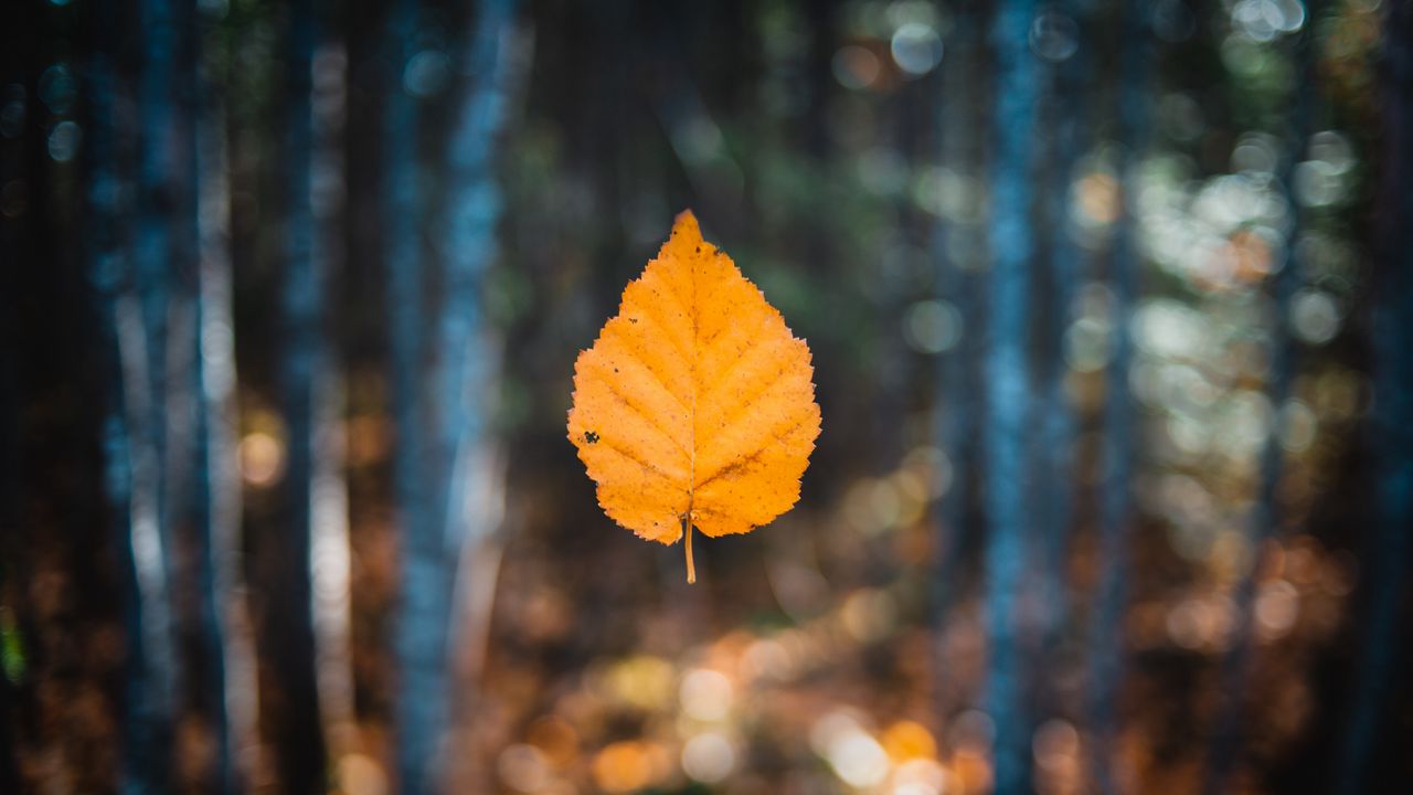 Wallpaper leaf, autumn, levitation, blur