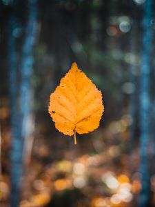 Preview wallpaper leaf, autumn, levitation, blur