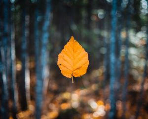 Preview wallpaper leaf, autumn, levitation, blur