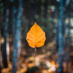 Preview wallpaper leaf, autumn, levitation, blur