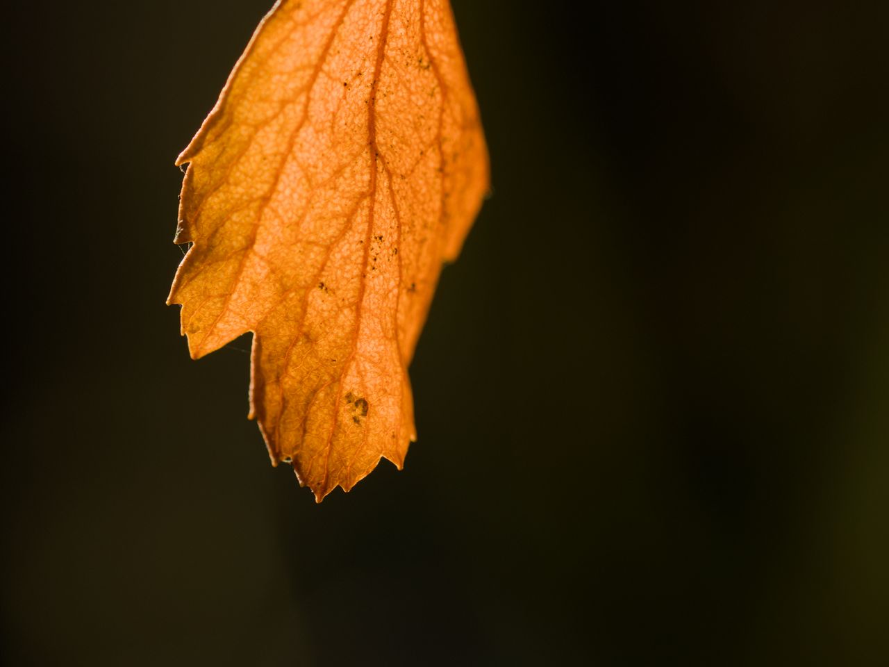 1280x960 Wallpaper leaf, autumn, macro, dry