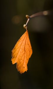 Preview wallpaper leaf, autumn, macro, dry