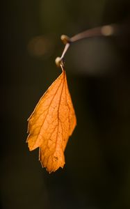 Preview wallpaper leaf, autumn, macro, dry