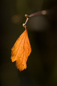 Preview wallpaper leaf, autumn, macro, dry