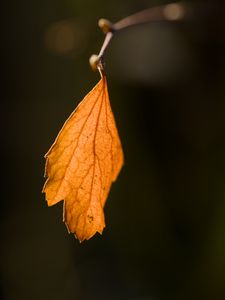 Preview wallpaper leaf, autumn, macro, dry