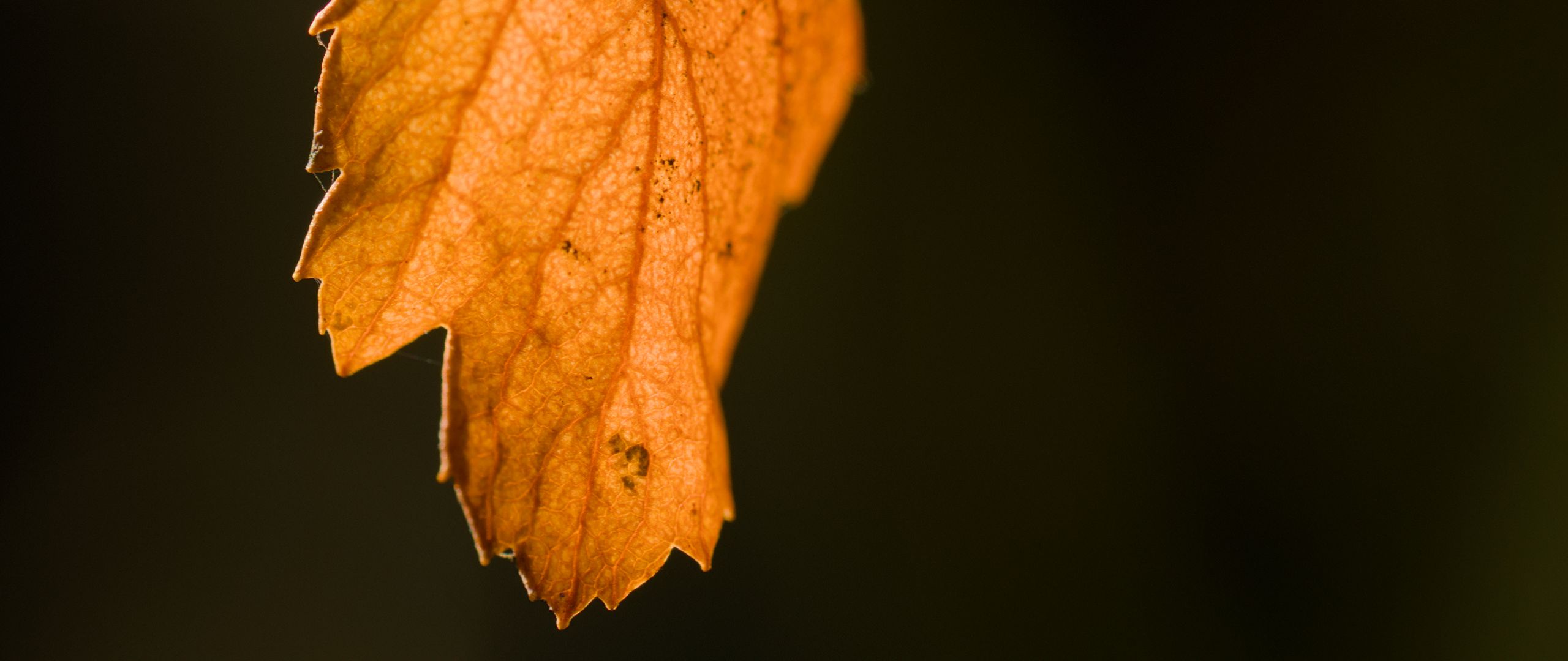 2560x1080 Wallpaper leaf, autumn, macro, dry