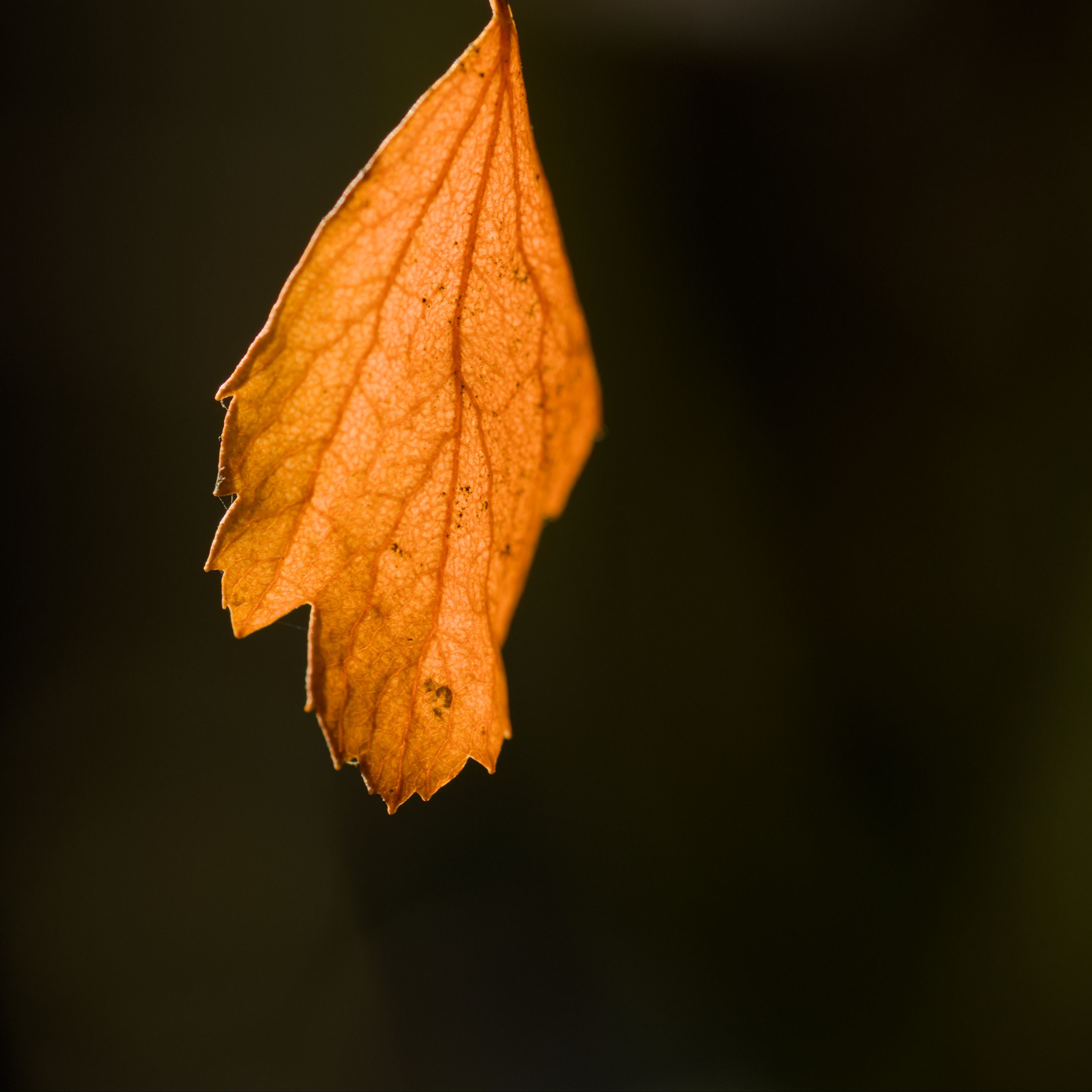 2780x2780 Wallpaper leaf, autumn, macro, dry