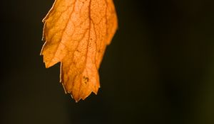 Preview wallpaper leaf, autumn, macro, dry