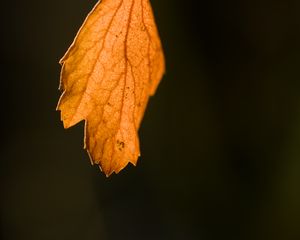 Preview wallpaper leaf, autumn, macro, dry