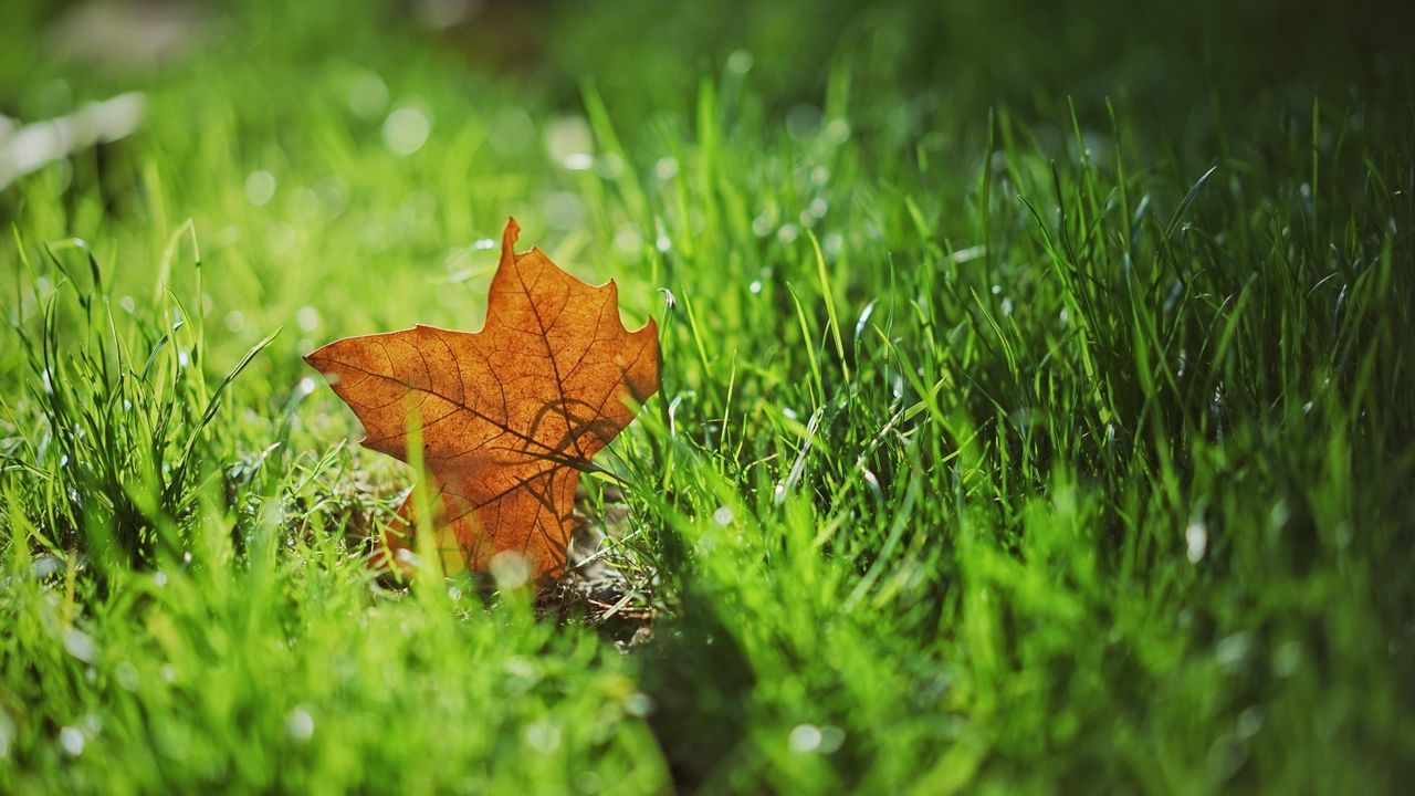 Wallpaper leaf, autumn, maple, grass, blur