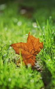 Preview wallpaper leaf, autumn, maple, grass, blur