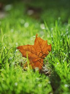 Preview wallpaper leaf, autumn, maple, grass, blur