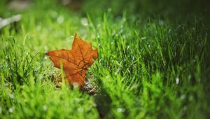 Preview wallpaper leaf, autumn, maple, grass, blur