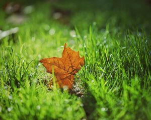 Preview wallpaper leaf, autumn, maple, grass, blur