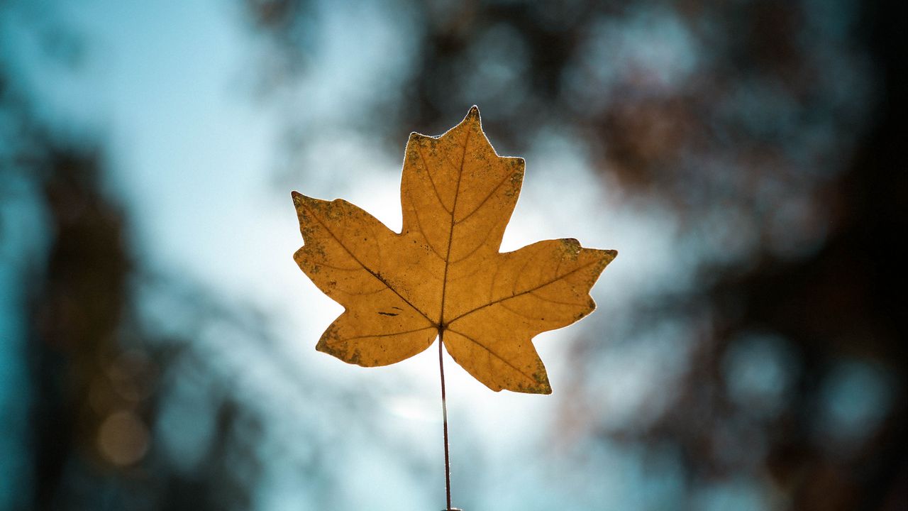 Wallpaper leaf, autumn, maple, closeup, blur