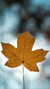 Preview wallpaper leaf, autumn, maple, closeup, blur