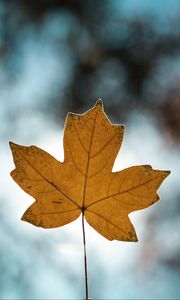 Preview wallpaper leaf, autumn, maple, closeup, blur