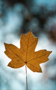 Preview wallpaper leaf, autumn, maple, closeup, blur