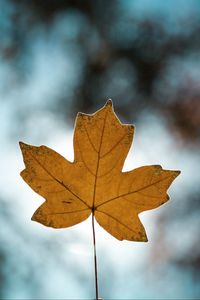 Preview wallpaper leaf, autumn, maple, closeup, blur