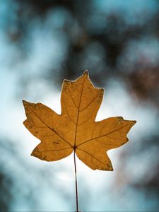 Preview wallpaper leaf, autumn, maple, closeup, blur