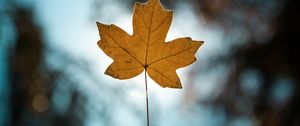 Preview wallpaper leaf, autumn, maple, closeup, blur