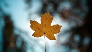 Preview wallpaper leaf, autumn, maple, closeup, blur