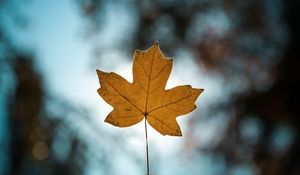 Preview wallpaper leaf, autumn, maple, closeup, blur