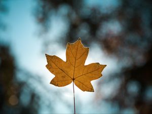 Preview wallpaper leaf, autumn, maple, closeup, blur