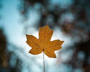 Preview wallpaper leaf, autumn, maple, closeup, blur
