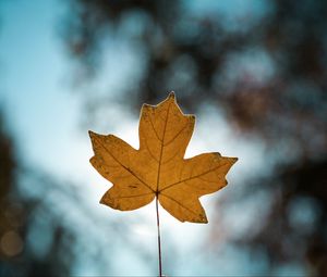 Preview wallpaper leaf, autumn, maple, closeup, blur