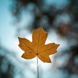 Preview wallpaper leaf, autumn, maple, closeup, blur