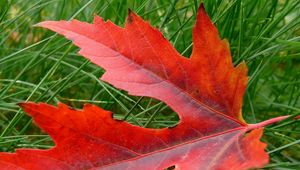 Preview wallpaper leaf, autumn, maple, dry, fallen