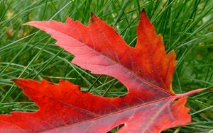 Preview wallpaper leaf, autumn, maple, dry, fallen