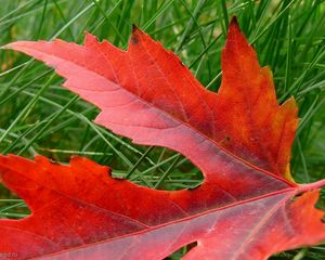 Preview wallpaper leaf, autumn, maple, dry, fallen