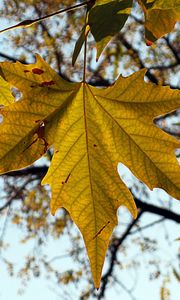 Preview wallpaper leaf, autumn, maple, nature