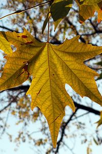 Preview wallpaper leaf, autumn, maple, nature