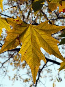 Preview wallpaper leaf, autumn, maple, nature