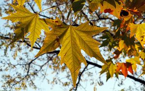 Preview wallpaper leaf, autumn, maple, nature