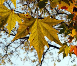 Preview wallpaper leaf, autumn, maple, nature