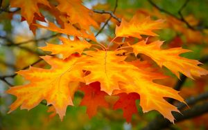 Preview wallpaper leaf, autumn, maple